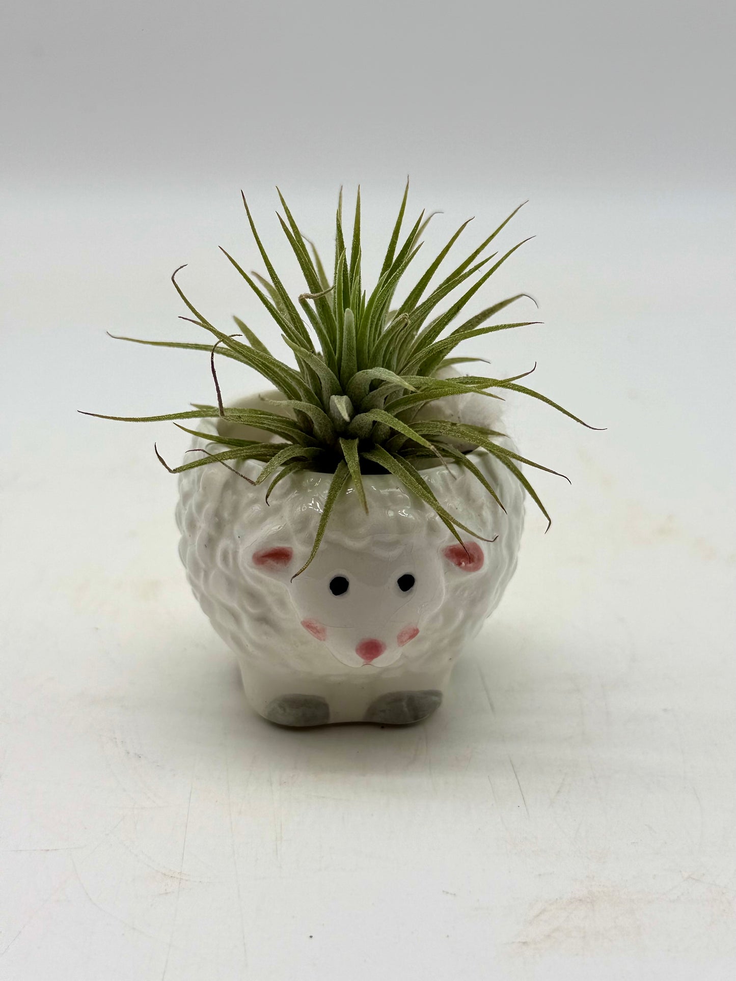 Air plant in Mr. Sheep