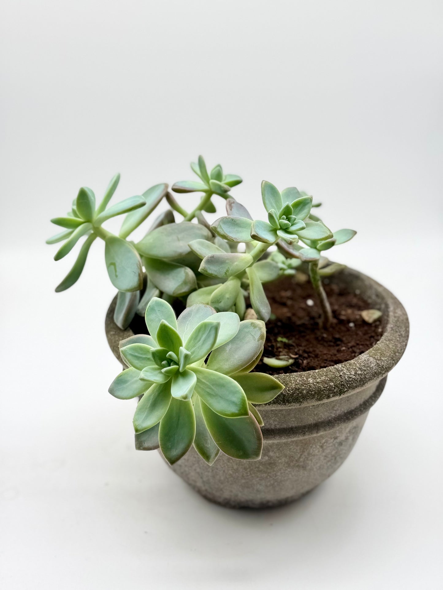 Eatable Ghost Plant Succulent