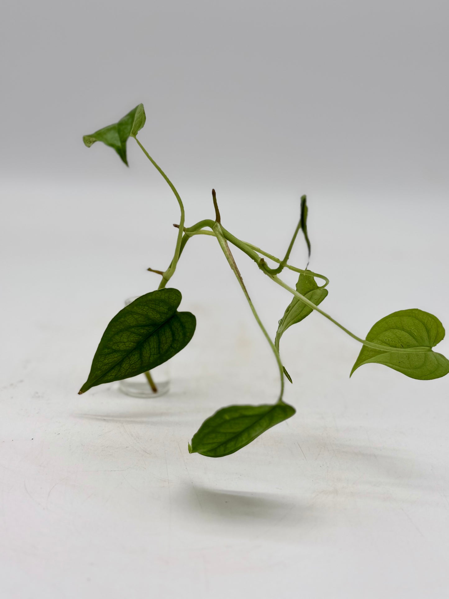 Silver Pothos