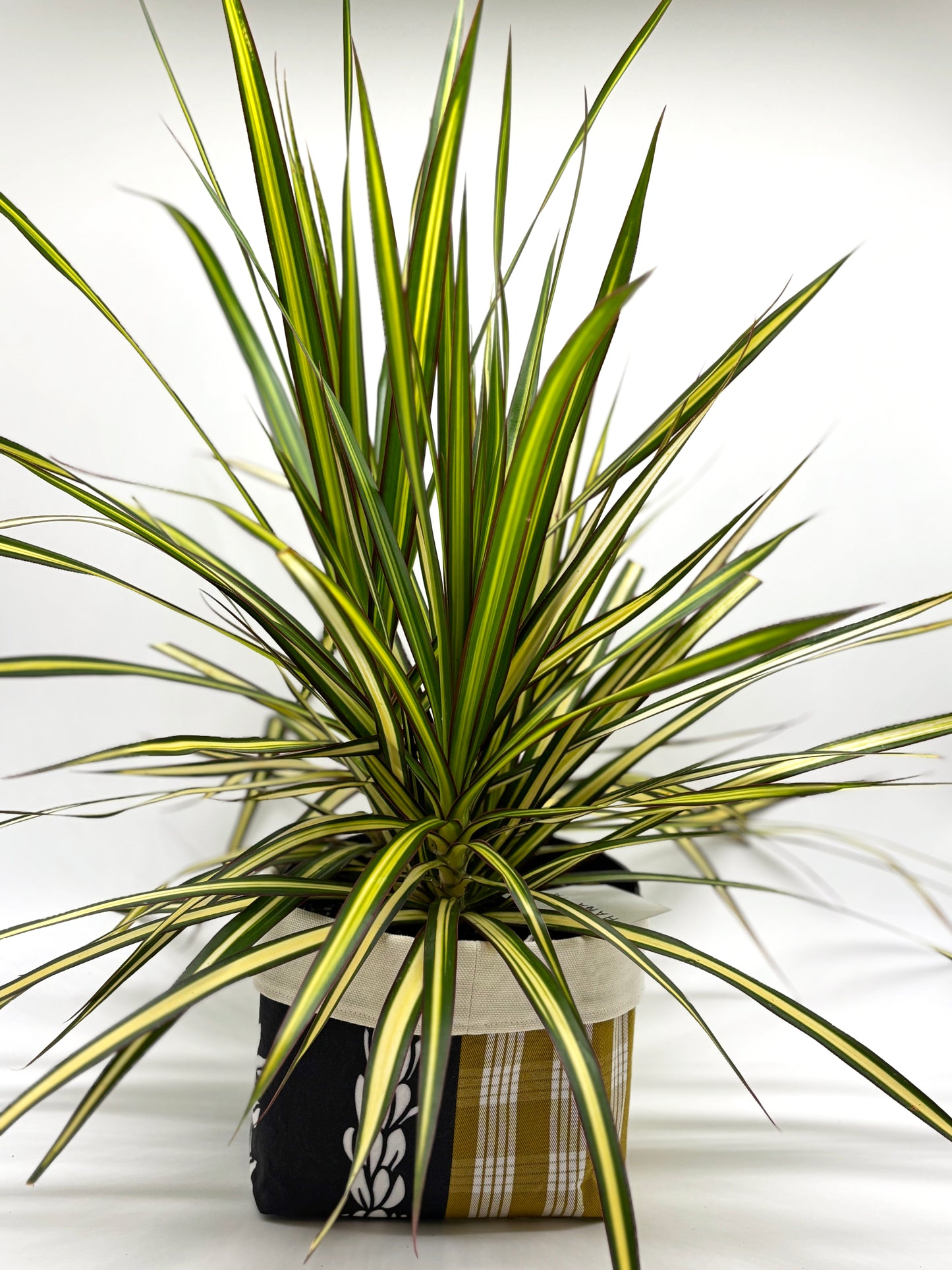 Lemon Grass in Hana 'Ia Planter