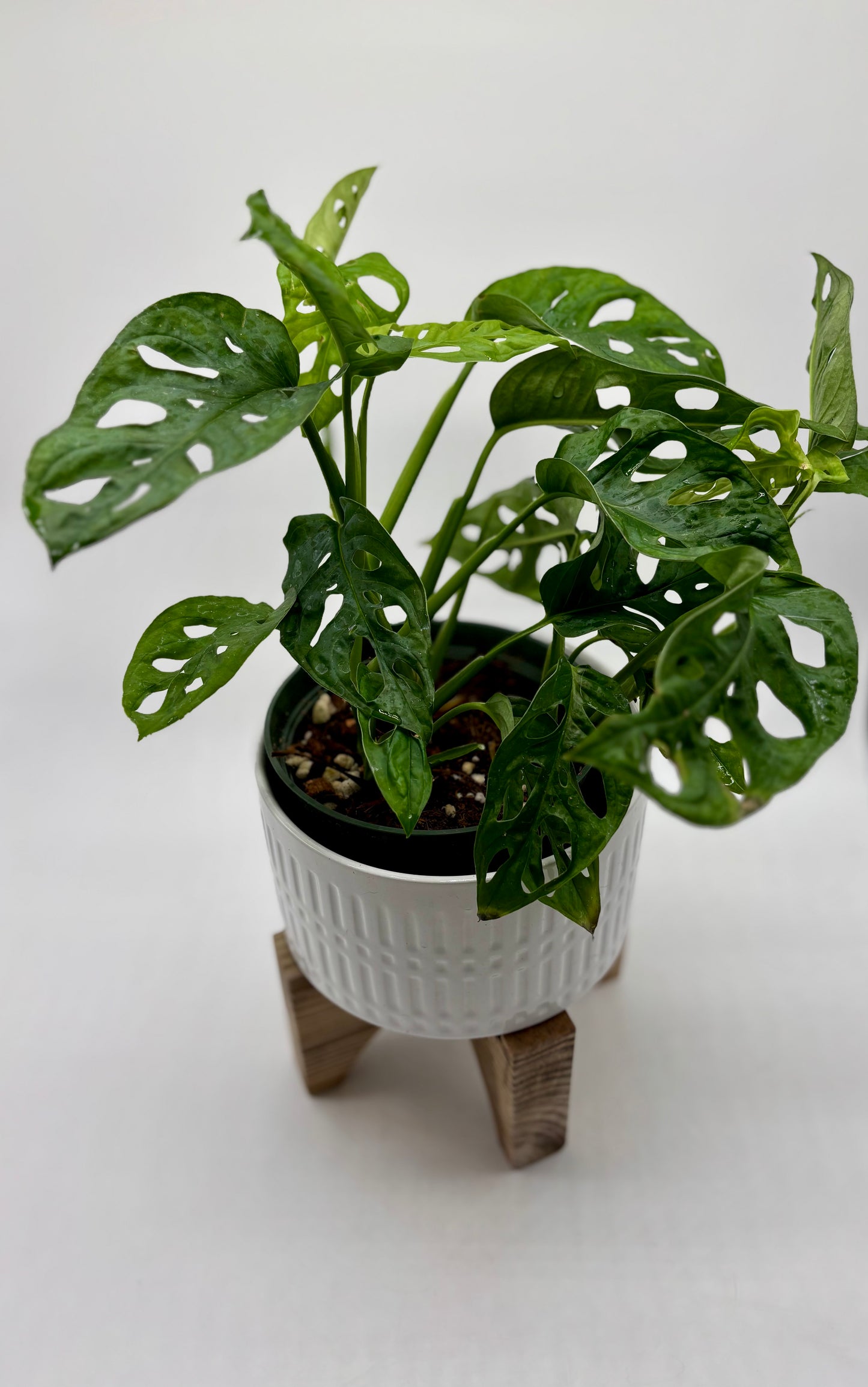 Meet this resilient Swiss 🧀 Cheese Plant 🪴! Thriving even in partial indoor shade, she’s the perfect low-maintenance addition to any home. Ready for her new home today!