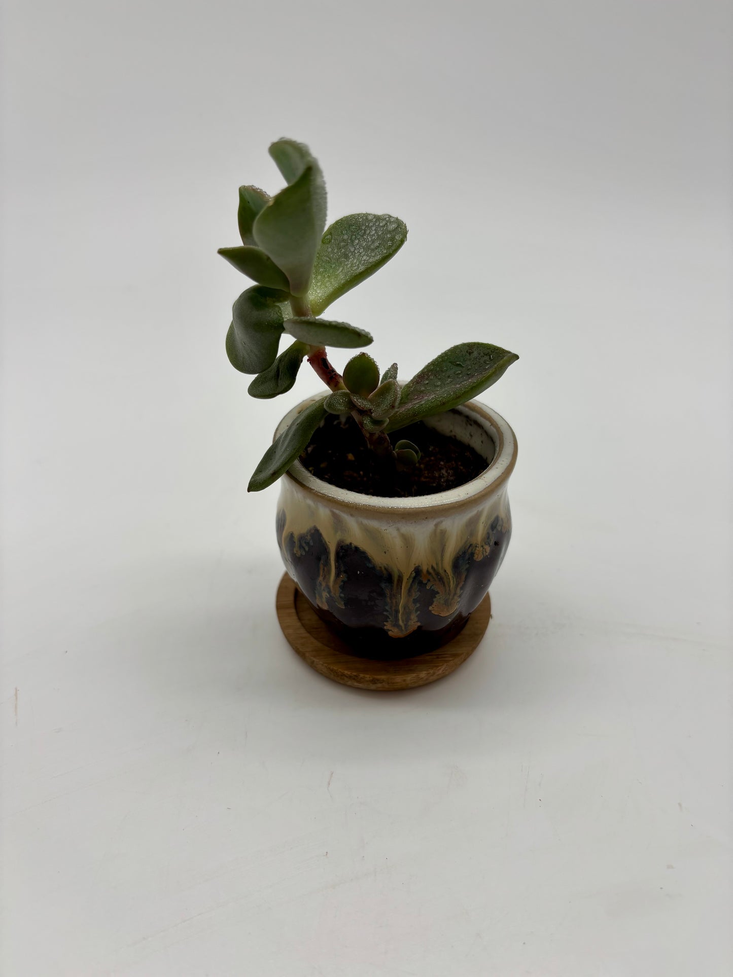Jade Plant in Tiny Glazed Ceramic Pot with a Wooden Coaster perfect Gift