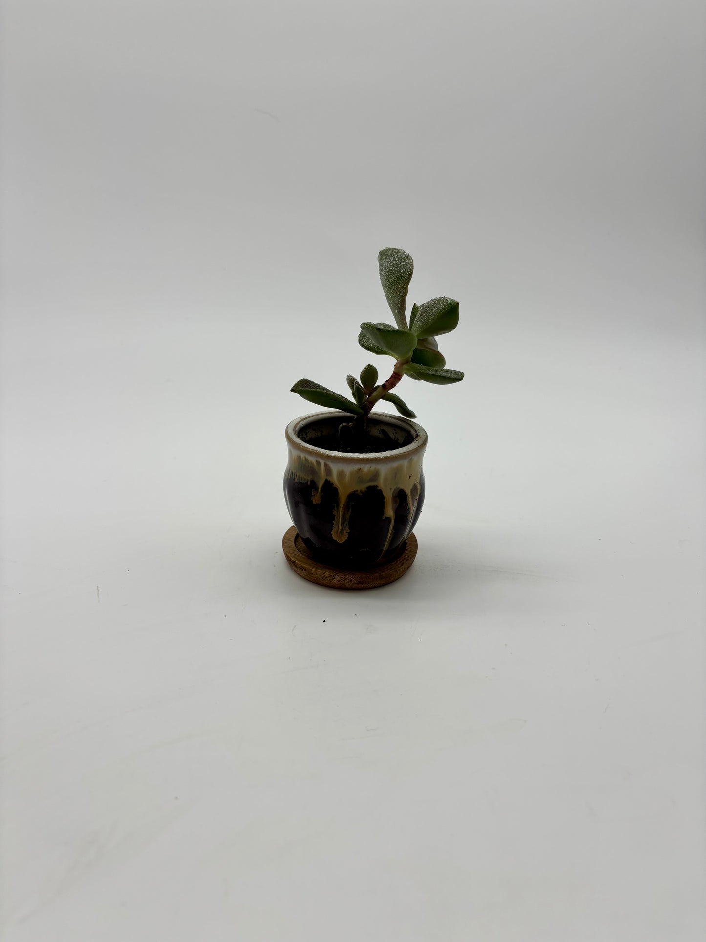 Jade Plant in Tiny Glazed Ceramic Pot with a Wooden Coaster perfect Gift