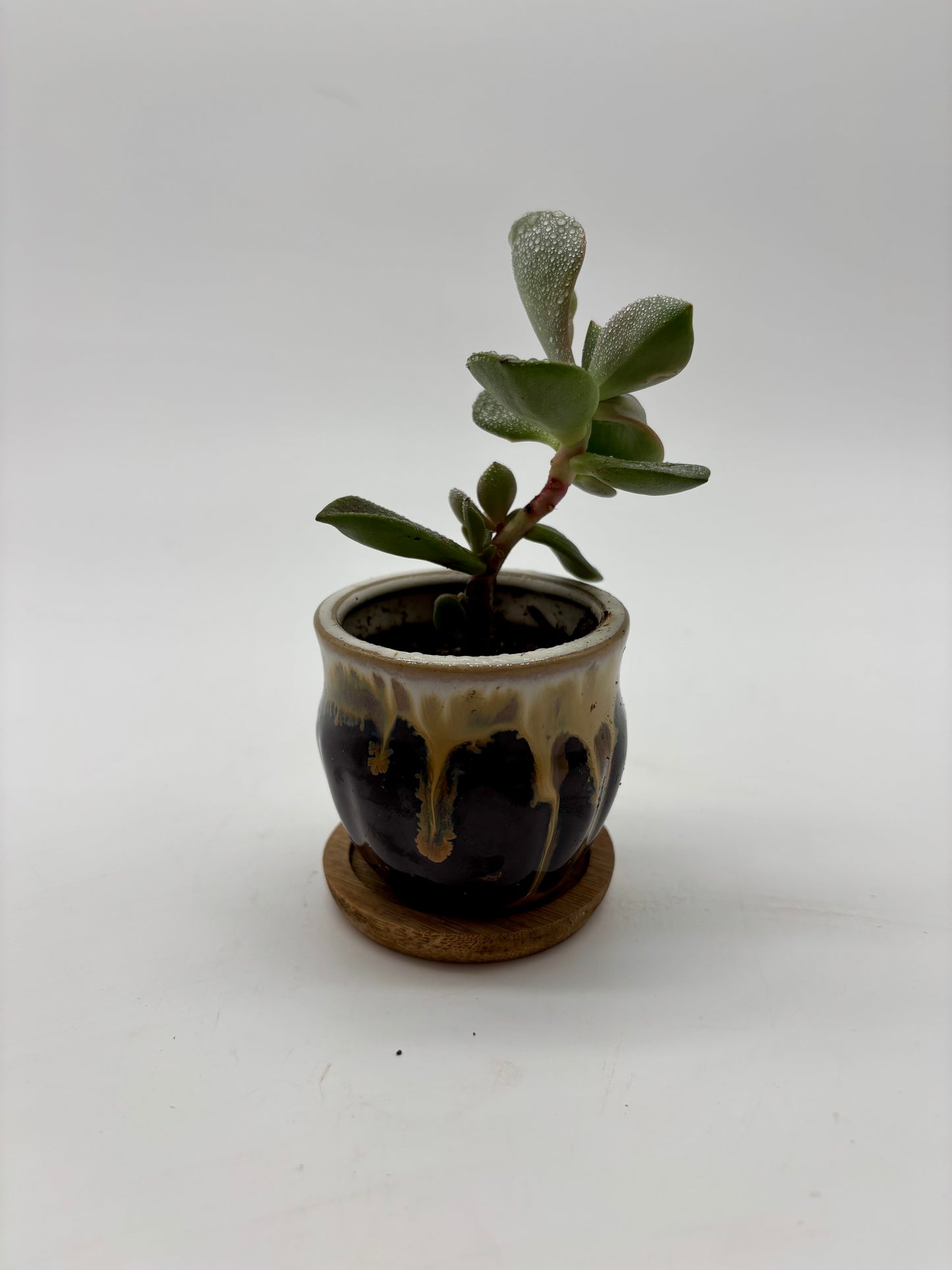 Jade Plant in Tiny Glazed Ceramic Pot with a Wooden Coaster perfect Gift