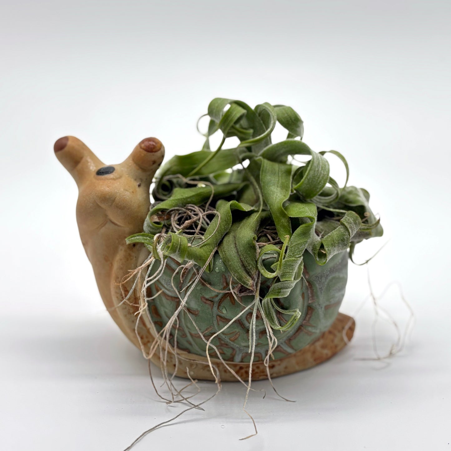 Curly Airplant in Snail Drainage Pot