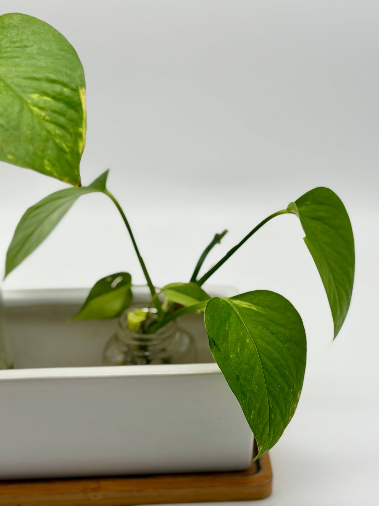 Golden Pothos in Terrariums
