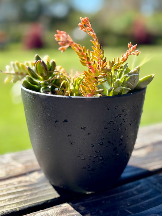Succulent arrangement with White stonecrop, Donkey tail, Echeveria, and Red pagoda