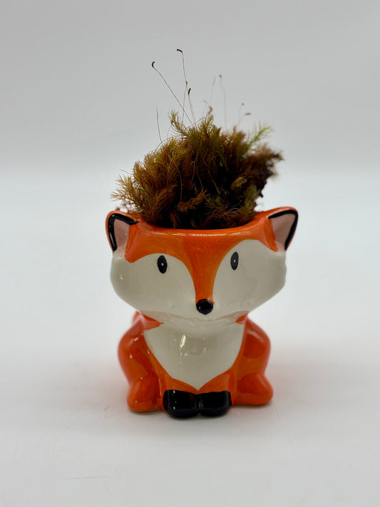 Shelf goals! 🦊 Tiny fox with Native Moss waiting for you