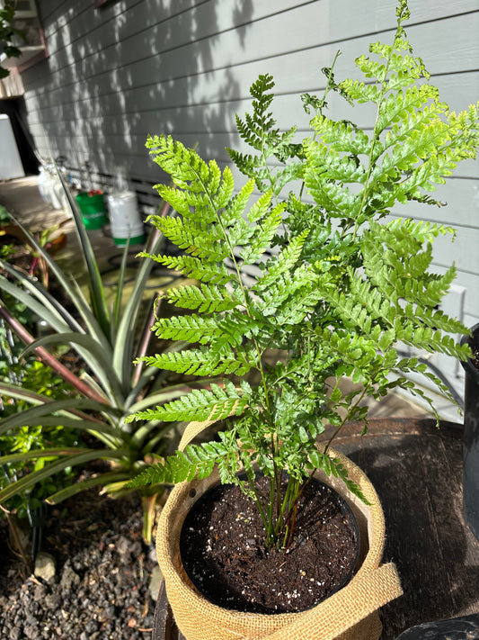 Pālapalāʻi, thoughtfully propagated and nurtured, ready to thrive in the perfect pot you select