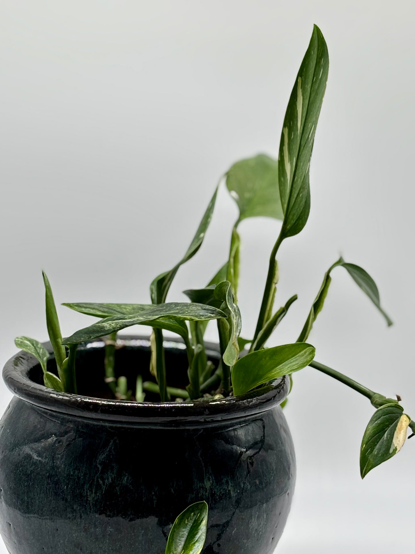 A thriving Heartleaf Philodendron, perfectly paired with a medium glazed ceramic pot
