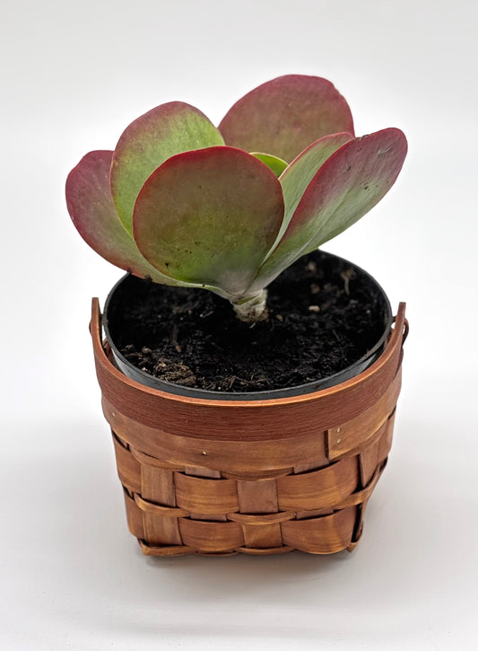 Gift for Mom – Pig Ears Plant in Woven Basket
