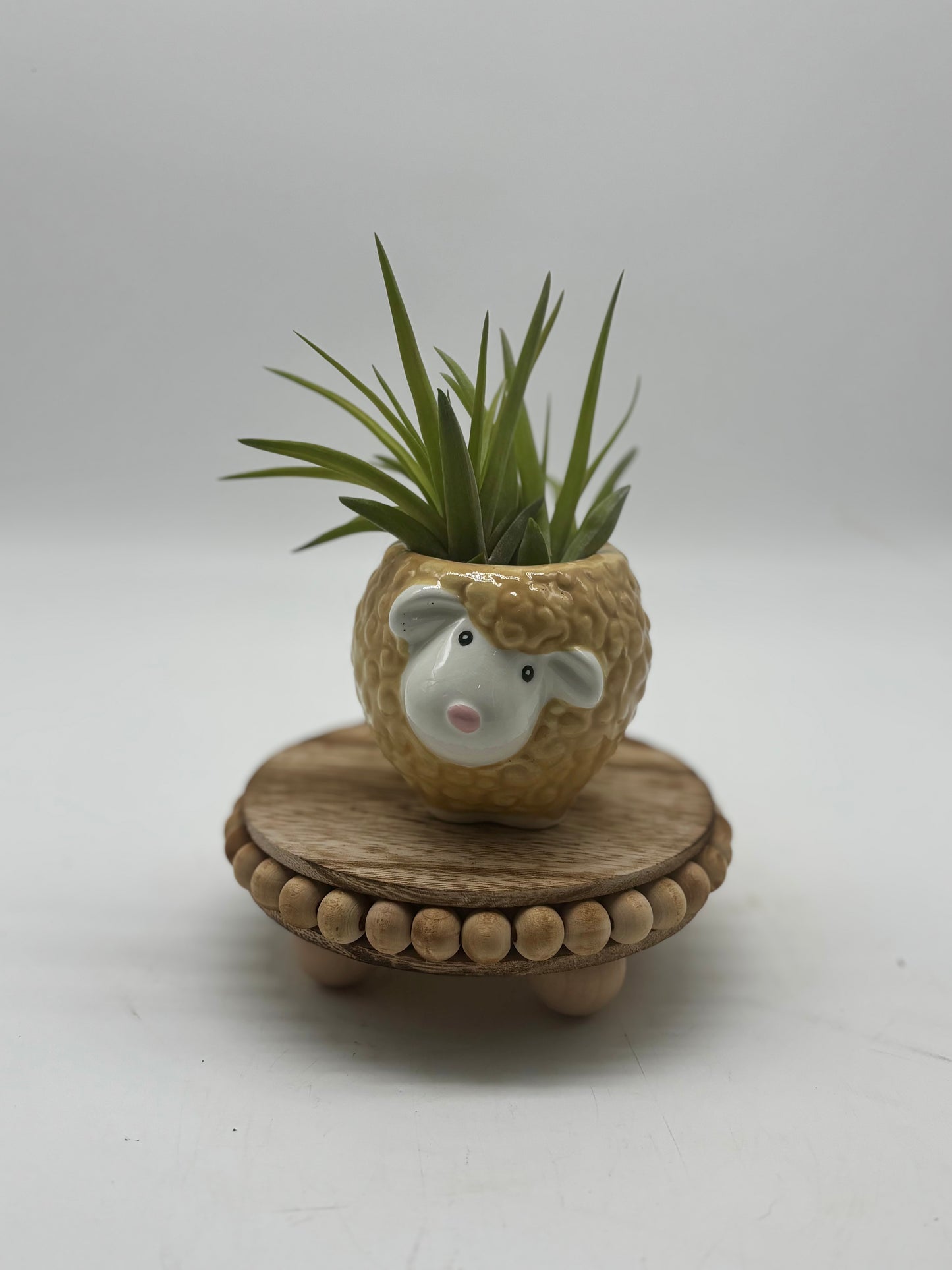 Mr. Sheep in Air Plant