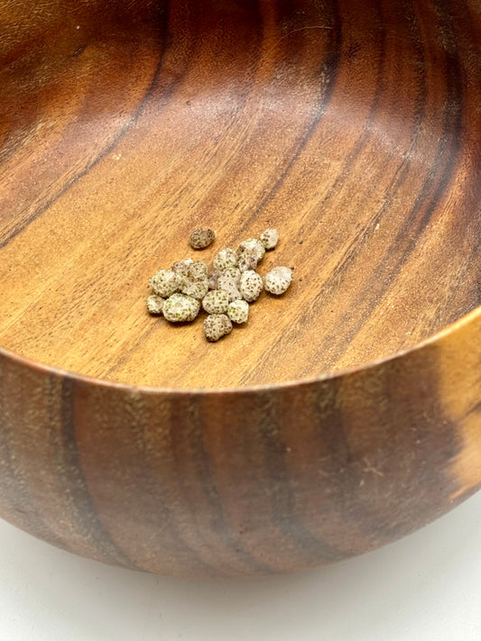 Freshly harvested Māmaki seeds (8/24/2025), carefully stored in a sealed jar to maintain quality until pick-up