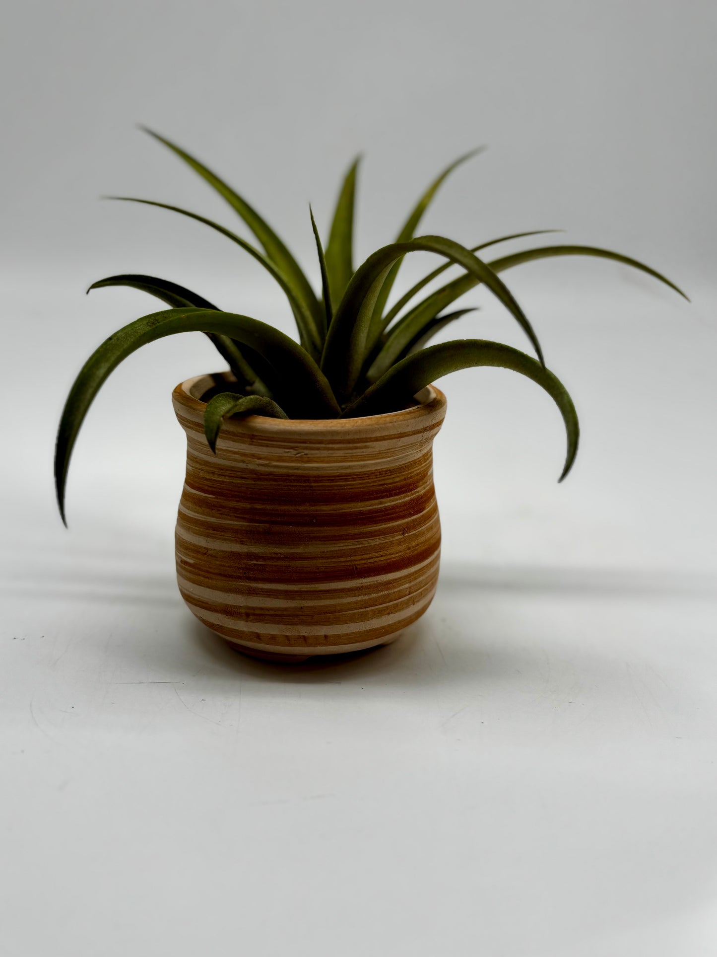 Giant air plant in hand made clay pot with drainage