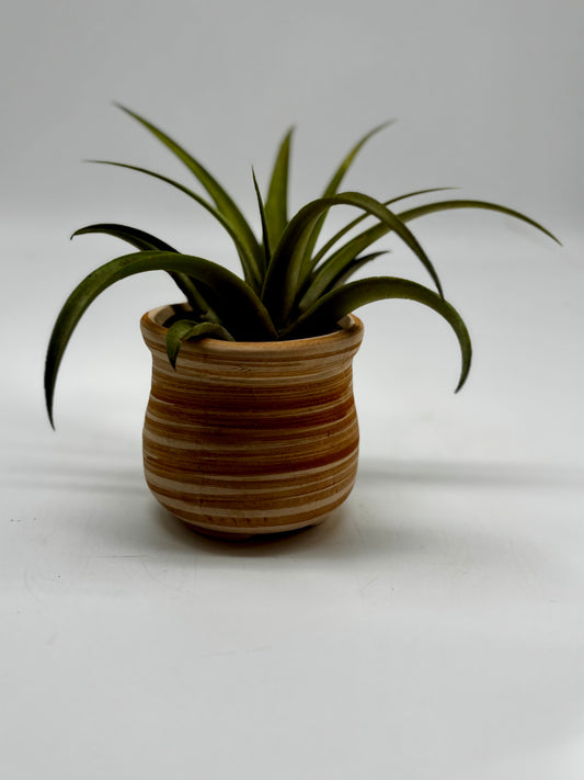 Giant air plant in hand made clay pot with drainage
