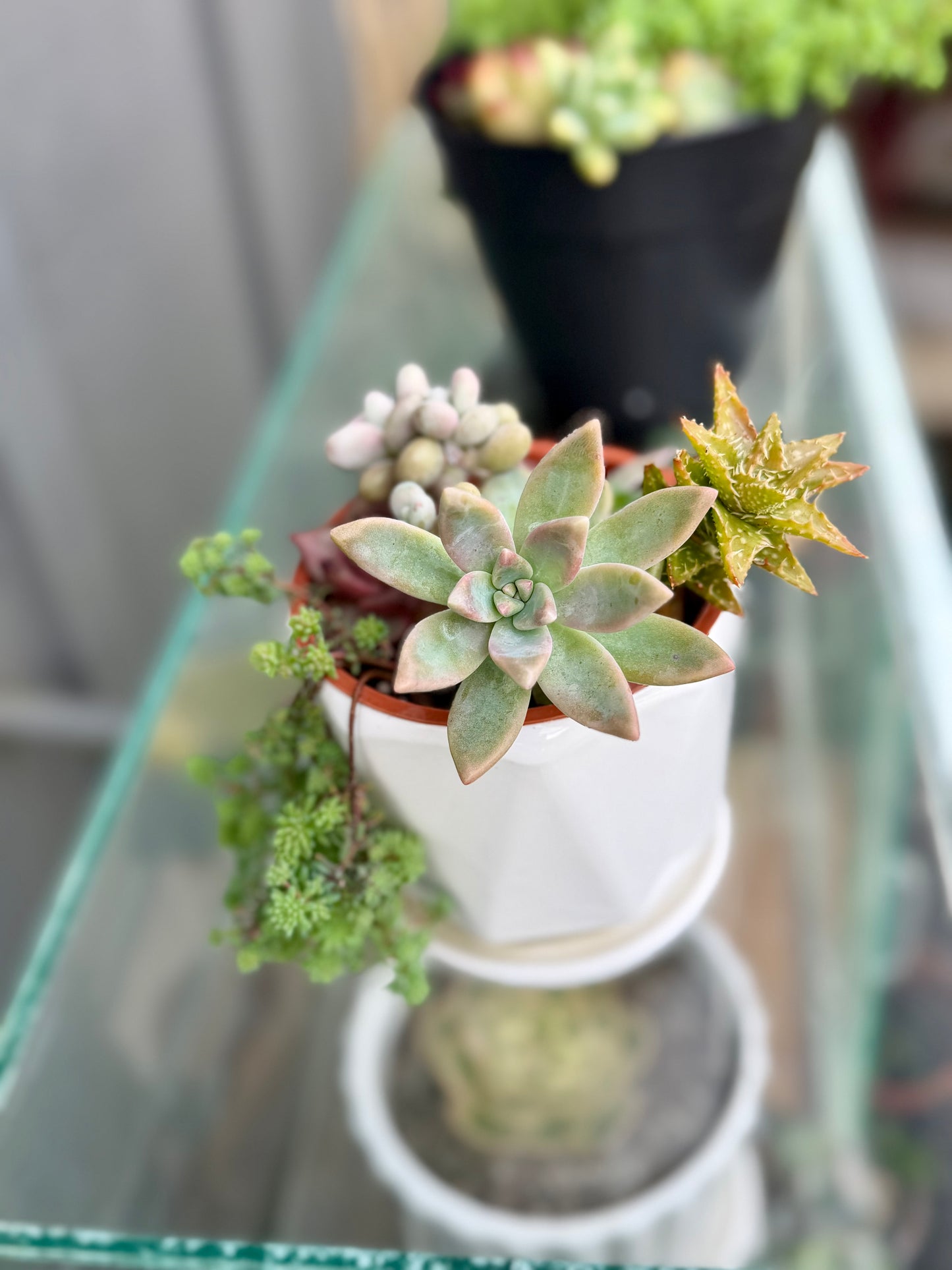 Succulent arrangement in back garden 🪴 growing Mother of Pearl, Red pagoda, Dill, and Pink Pachyphytum