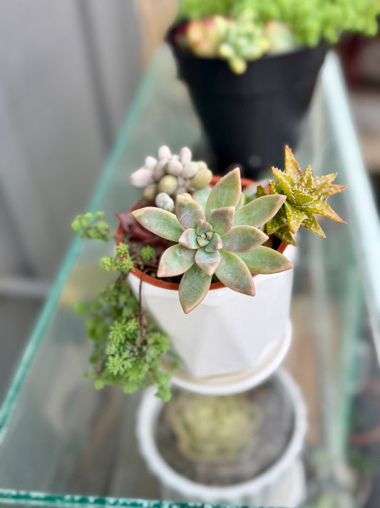 Succulent arrangement in back garden 🪴 growing Mother of Pearl, Red pagoda, Dill, and Pink Pachyphytum