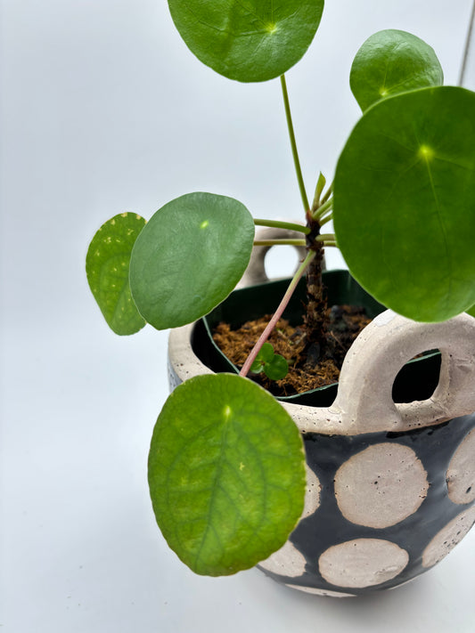Chinese Money Plant in clay spotted pottery