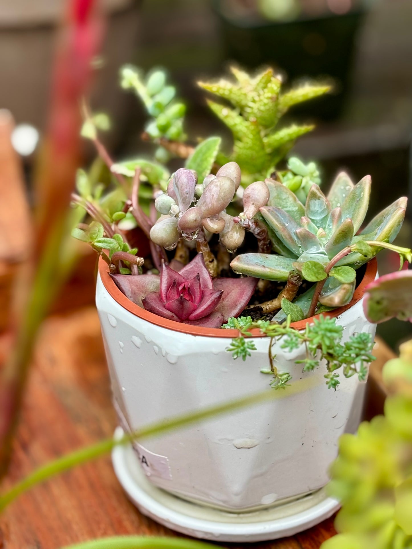 Molded wax agave, Red Echeveria, Donkey Tail, Pink Thick leaved Stonecrop, Green Pagoda succulent arrangement