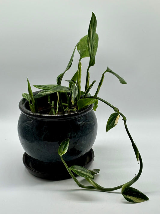 A thriving Heartleaf Philodendron, perfectly paired with a medium glazed ceramic pot