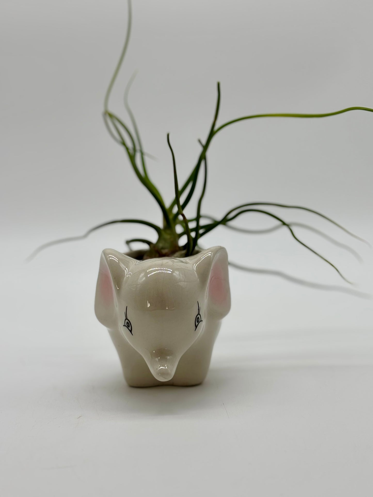 Warning: Baby Elephant 🐘 with Medusa Hair may cause squeals of joy!