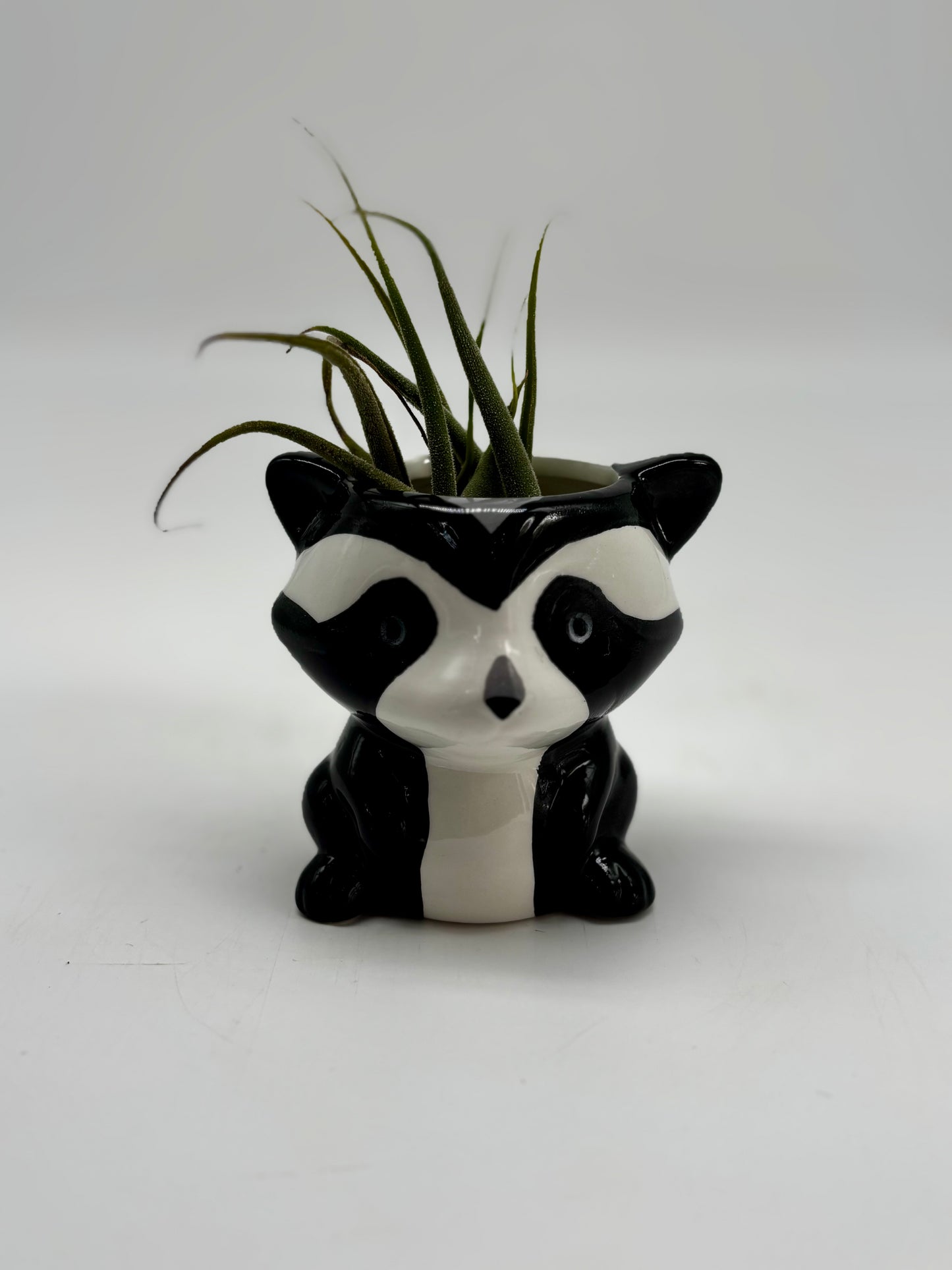 Mr. Raccoon with some Air plant hair