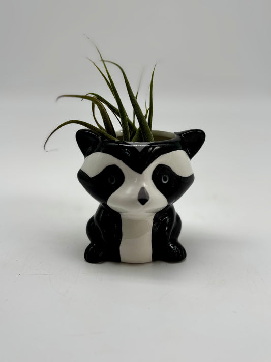 Mr. Raccoon with some Air plant hair