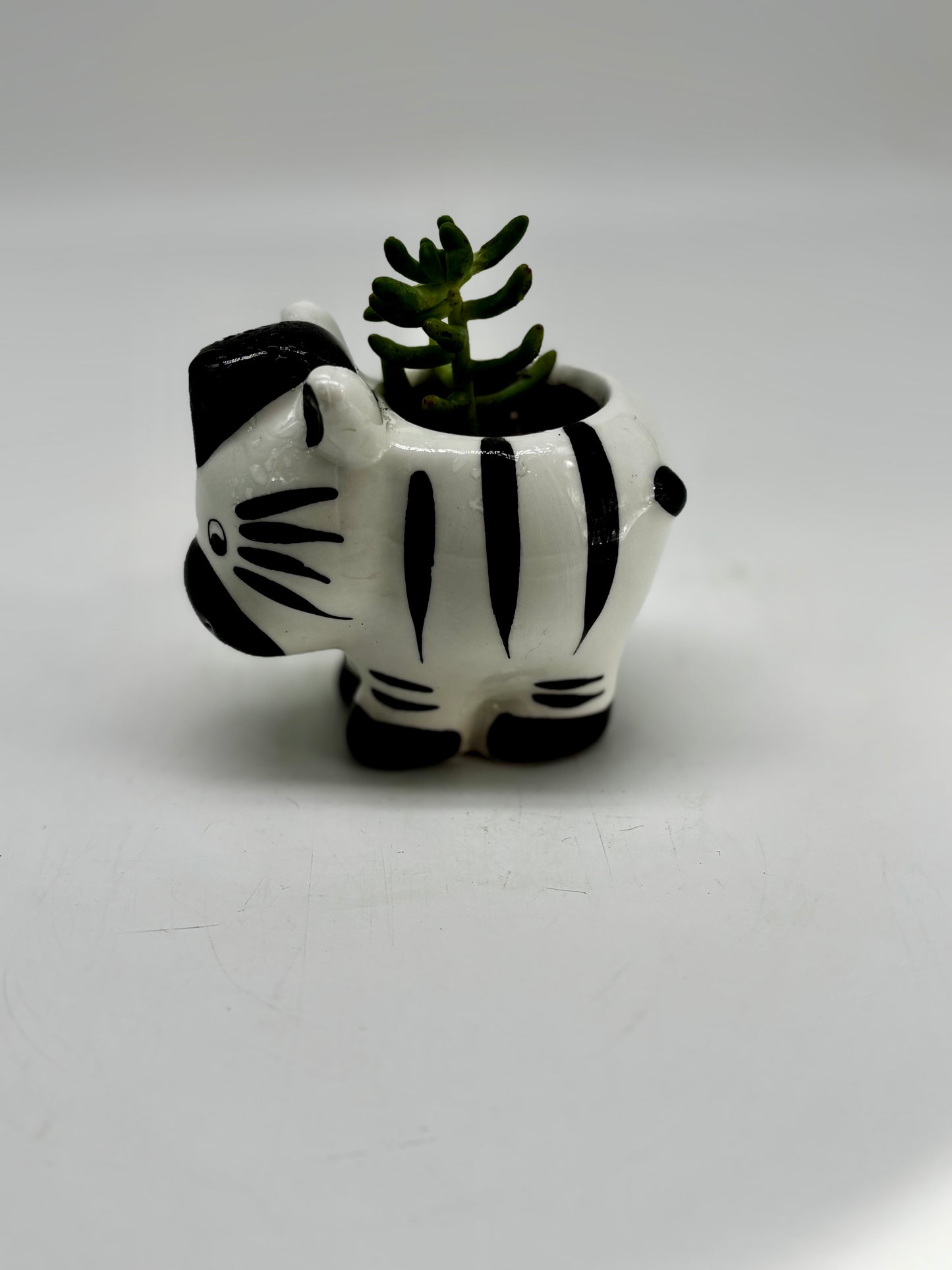 Mr. Zebra and White stonecrop in adorable animal figurine