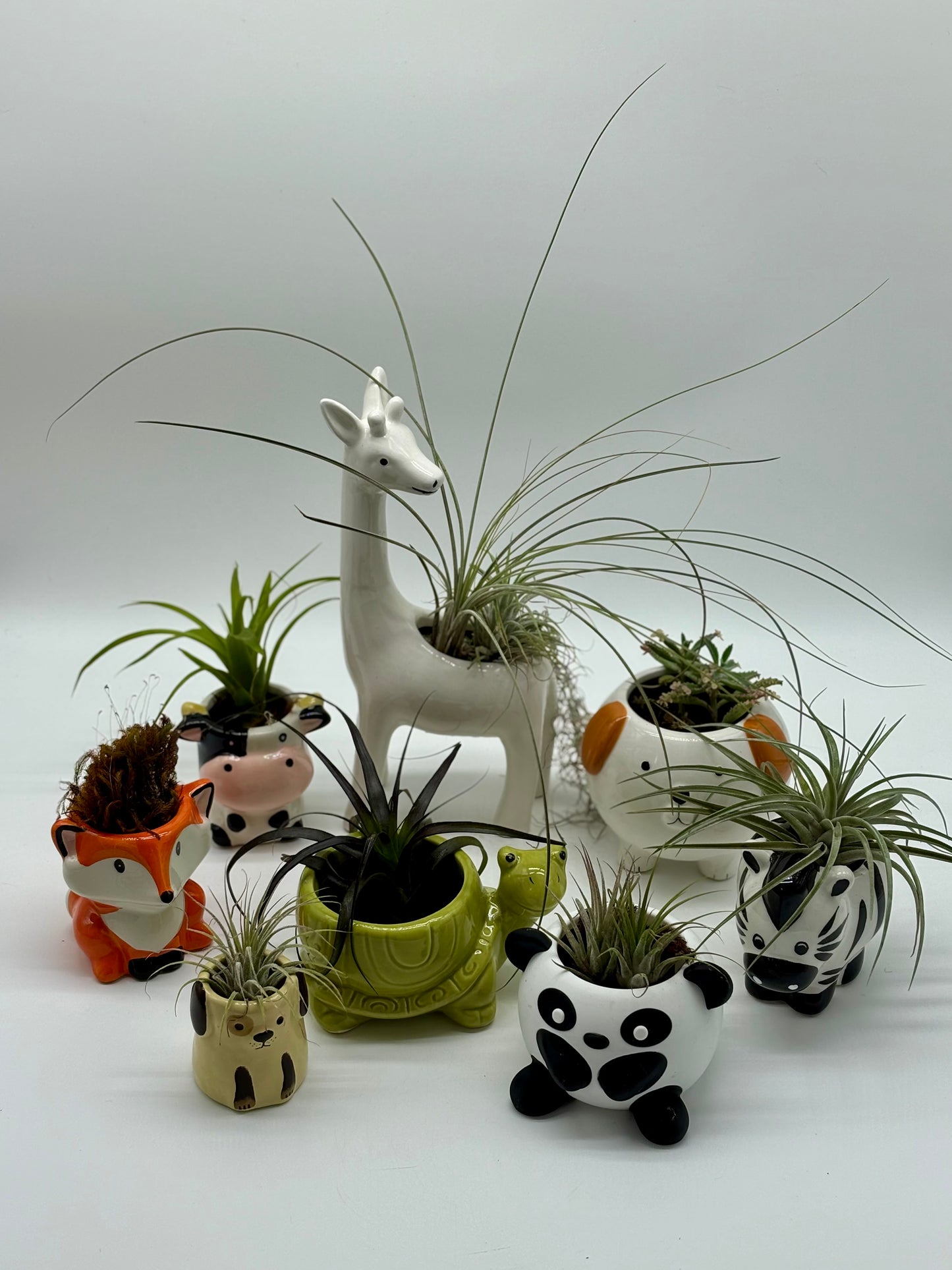 Zoo!  1-qt drainage Animal Pots