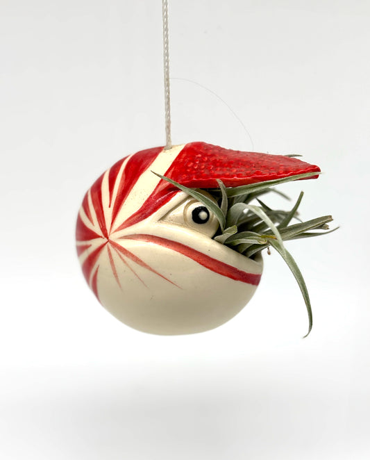 Flower of the Air in Hanging Nautilus Vase