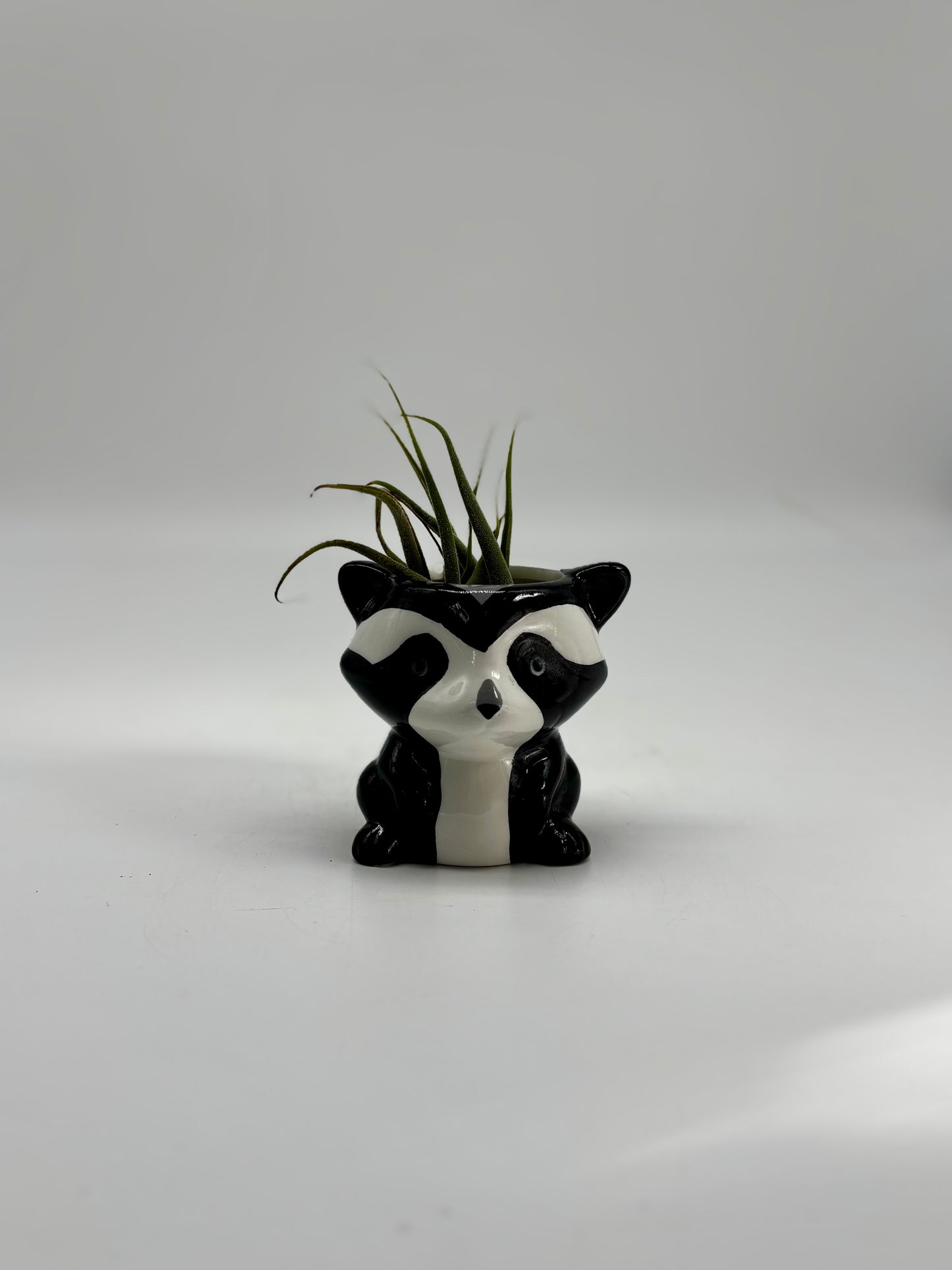 Mr. Raccoon with some Air plant hair