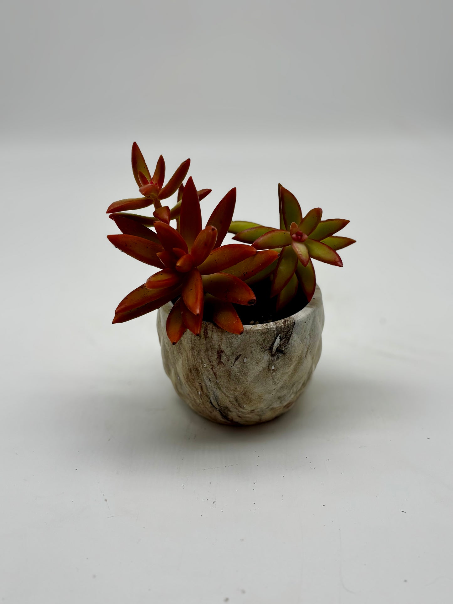 Red golden sedum in tiny clay pot with drainage