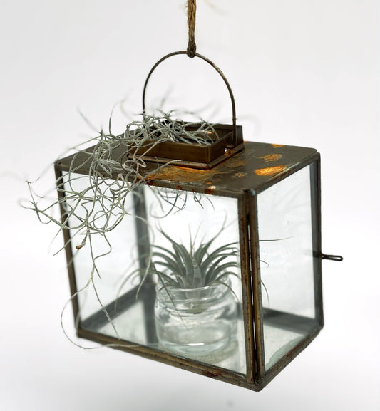 Tillandsia Ionantha in Hanging Glass Lantern