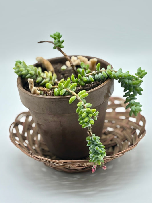 Dragon Bones cascading across a ceramic pot, adorned with tiny blush-pink buds