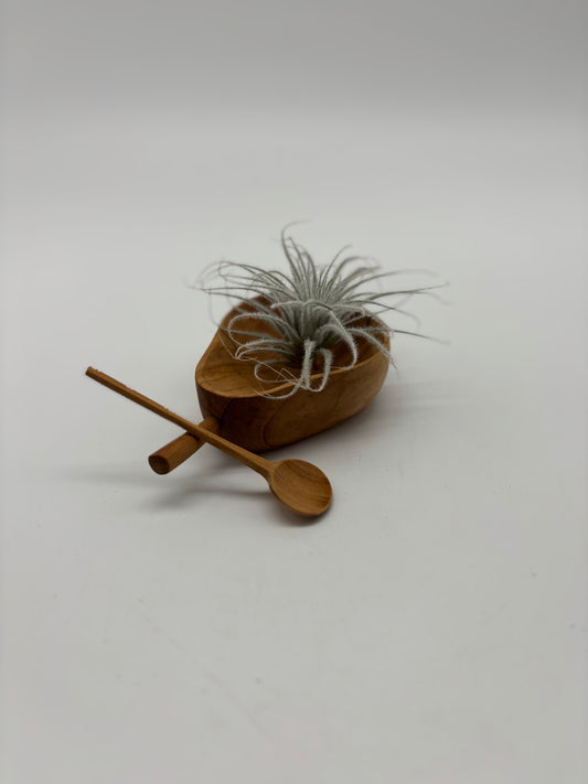 Sky plant in 2” saucer with teaspoon as display for a gift