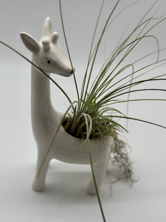 Mr. Giraffe is rocking a tail of silvery, fluffy Pele and standing tall with Bertram’s air plants—ready to bring sunshine and style to your window!