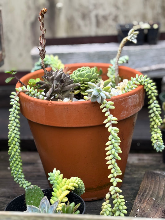 Large Donkey Tail Succulent Arrangement
