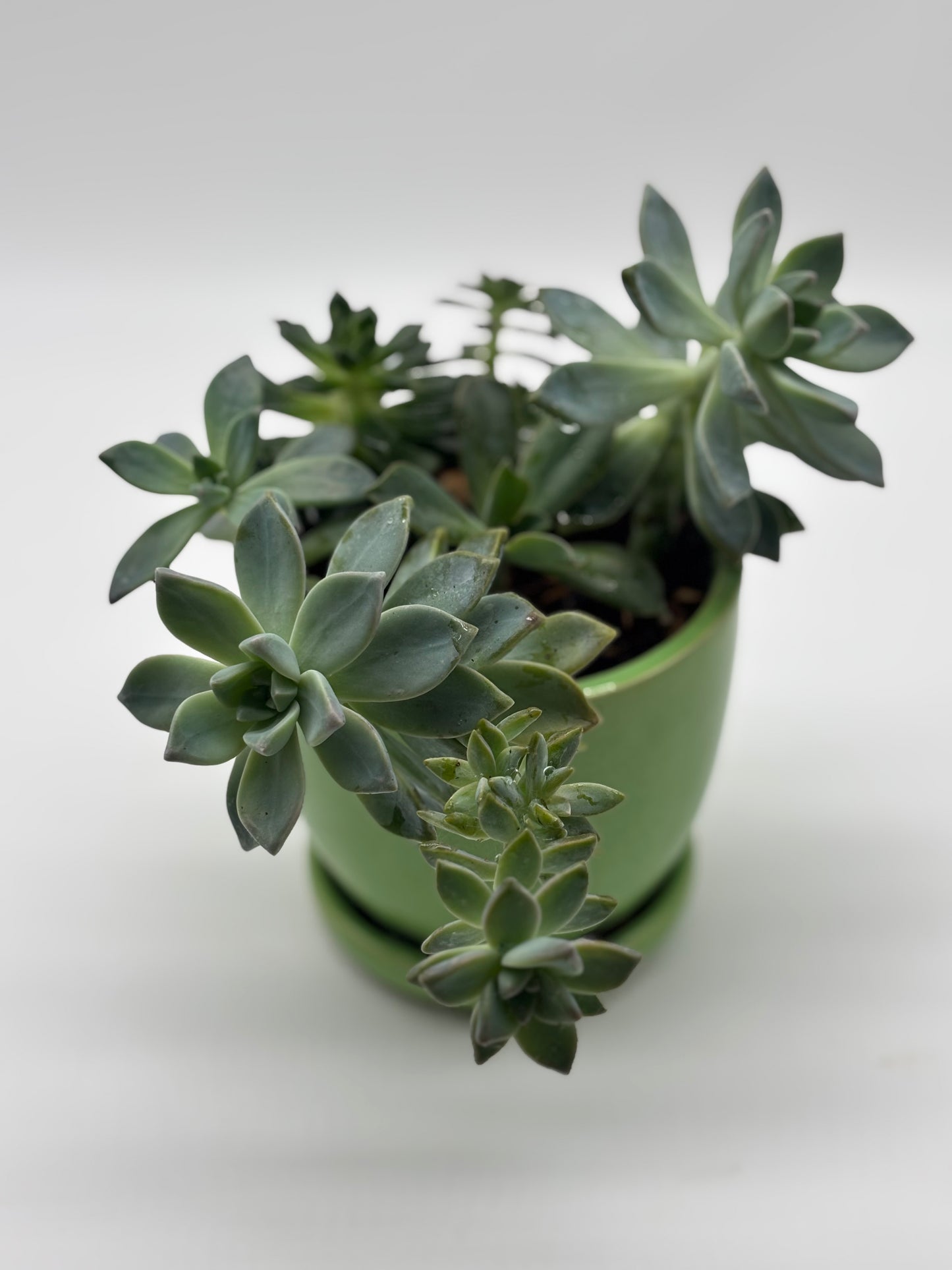 Live Echeveria Agavoides Succulent Arrangement in Stylish Green Drainage Pot – Perfect for Home or Office Décor
