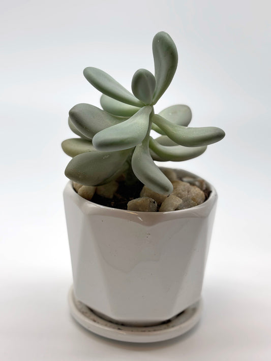 Chubby Packyphytom Oviferum in White Octagonal Pot