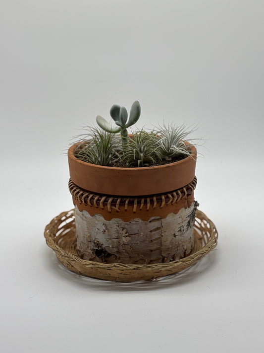 5 Sky Plants with Pachyphyton oviferum in Woven Baskets