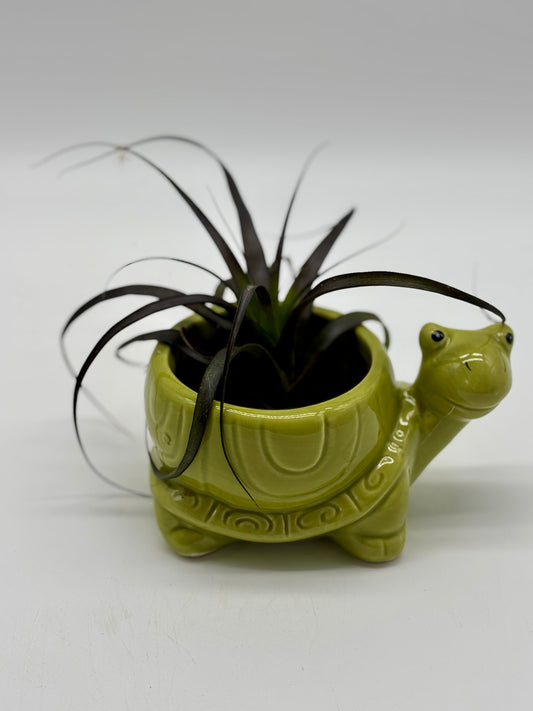 Add a pop of purple to your space! Mr. Turtle and his Tillandsia are low-maintenance, indoor-ready, and looking for a new home—grab yours today!