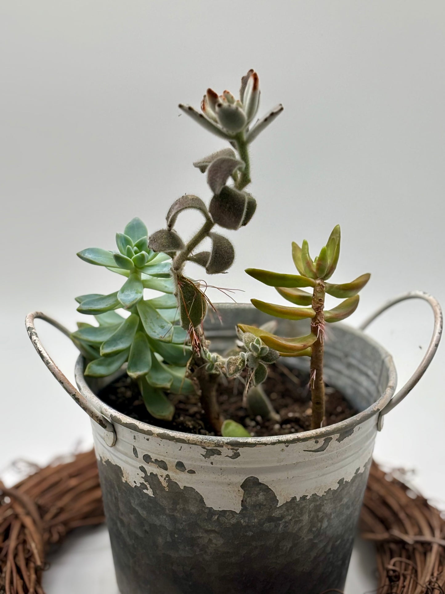 Brighten up your space with this two-year-old succulent arrangement, featuring Panda Ears, Indian Borage, and Golden Sedum. Fully established and thriving, she’s ready for her new home — don’t miss out!