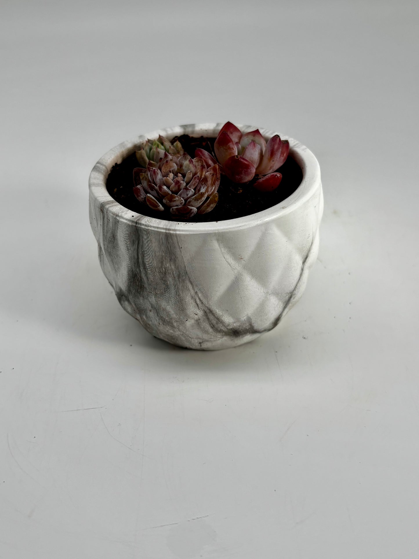 Red, Pink, and Green Common Houseleek Succulents