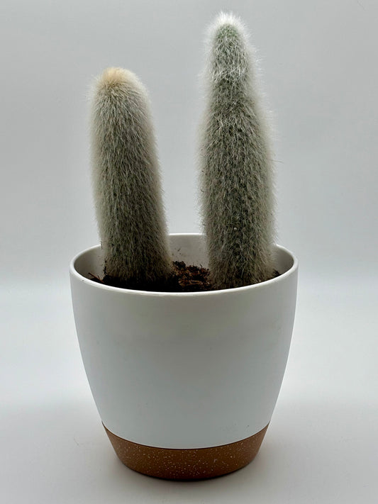 The Old Man Cactus (Cephalocereus senilis) is thriving beautifully at two years of age