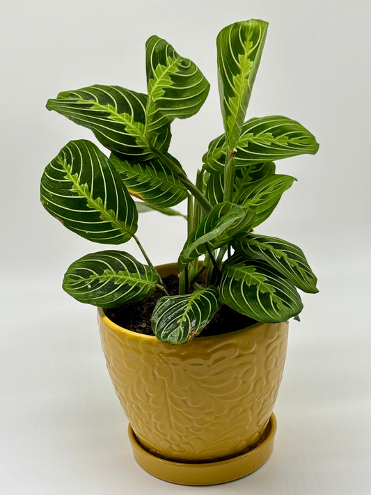 Bring life to your workspace with a flourishing Prayer Plant, beautifully housed in a carved ceramic pot