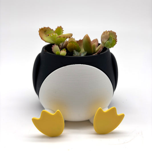 Mother of Thousands Starters in 3D Penguin Pot