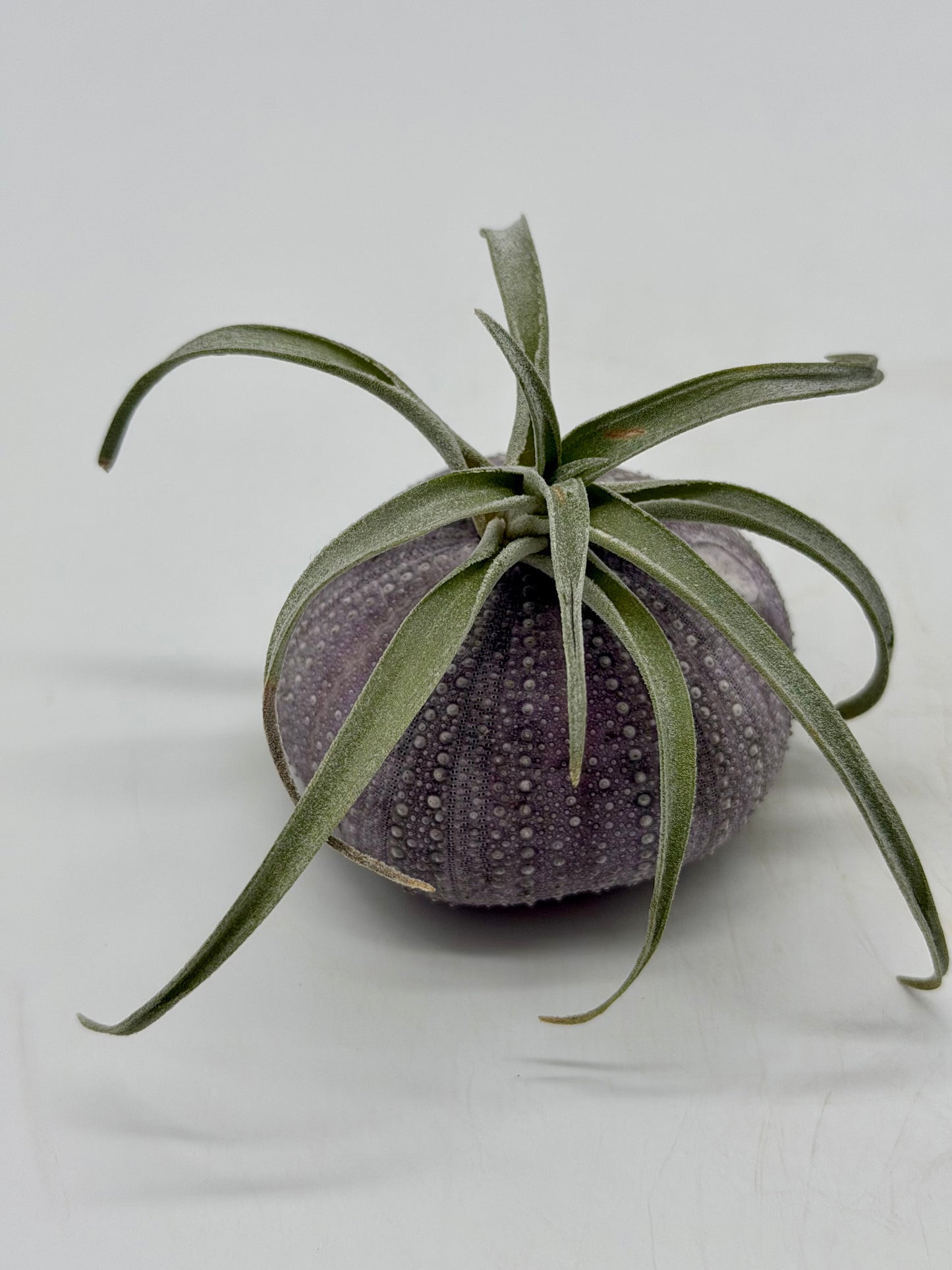 Sky/Air Plant in Sea Urchin