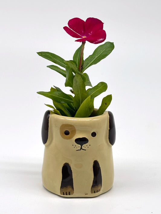 Cape Periwinkle in Tiny Ceramic Puppy Vase
