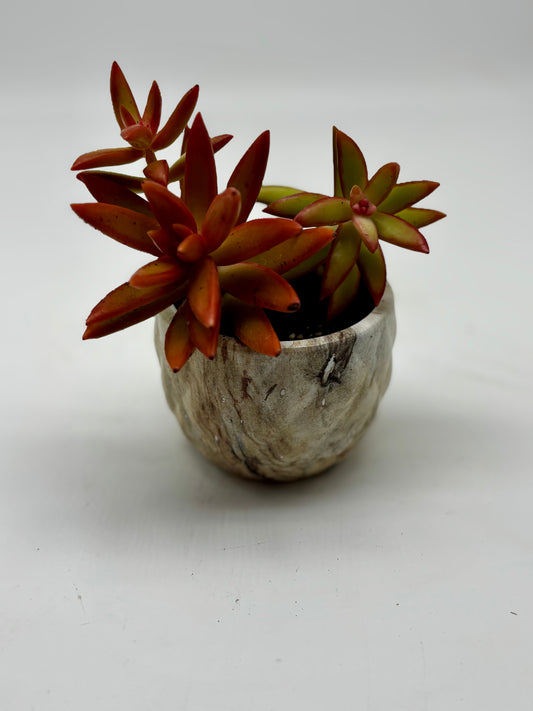 Red golden sedum in tiny clay pot with drainage