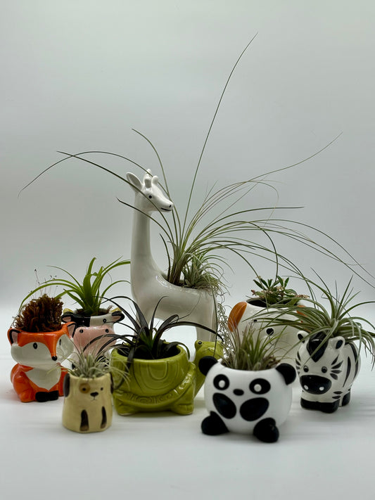 Allow me to introduce my family of tiny animal 🦓 potted plants! Giraffe 🦒, 🐶,  🐢, 🐮, 🦊, and 🐼 pickup arrangements can be made online.